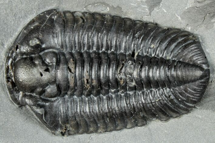 Calymene Niagarensis Trilobite Fossil - New York #295573